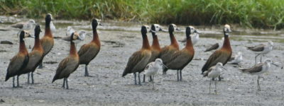 Habitats Zanzibar Wildlife